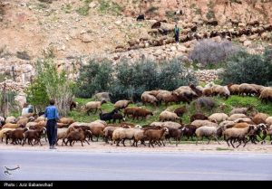 image6 - کوچ ییلاقی عشایر - سامانه ویکی تک پلاس