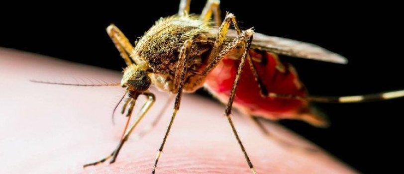 Engineer-Mosquitos-1 Engineer-Mosquitos-1