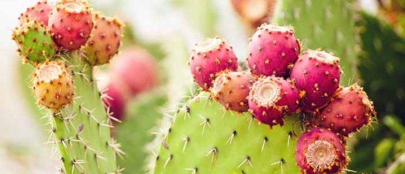 Prickly-Pear- Prickly-Pear-