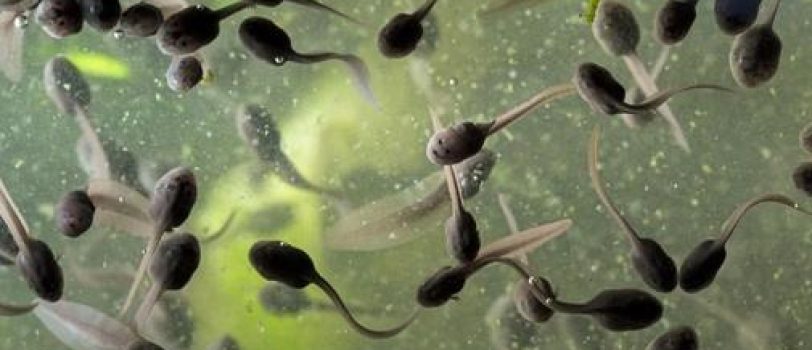 frog-spawn-288938-1920_ver_1 frog-spawn-288938-1920_ver_1